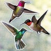 Konohan 3 Pairs Hummingbird Screen Door Magnets Double Sided Patio