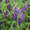Outsidepride Hairy Vetch Cover Crop Seeds - 10 Lbs Cold