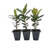 3 Live Strawberry Tree Plants (Arbutus Unedo) – Sweet Resilient