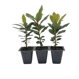 3 Live Strawberry Tree Plants (Arbutus Unedo) – Sweet Resilient Beauty, Thriving in 2.5" Nursery Cubes