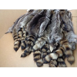 Raccoon Coon Pelt XXXL #1 Grade ProfessionallyTanned Fur Hide Taxidermy Crafts