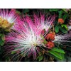 Sensitive Plant-Mimosa pudica 50+ Seeds