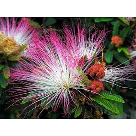 Sensitive Plant-Mimosa pudica 50+ Seeds
