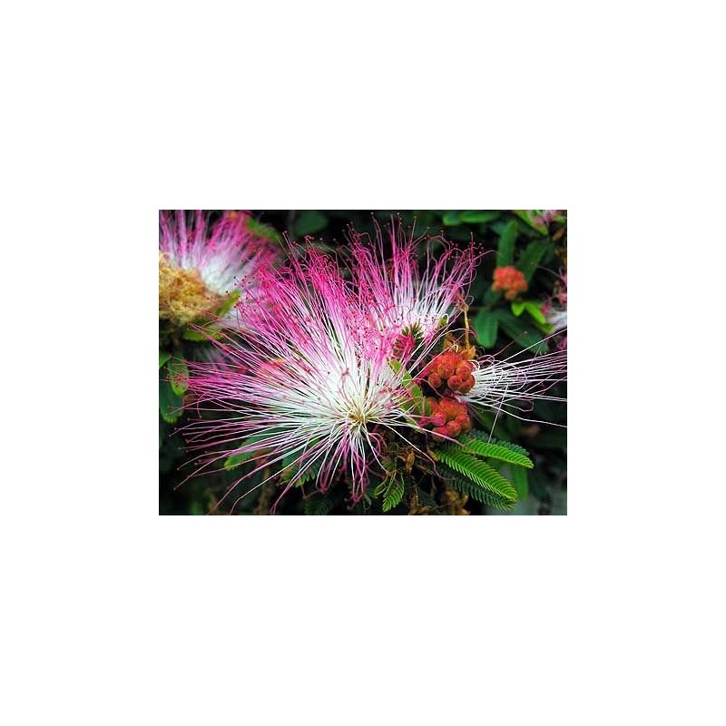 Sensitive Plant-Mimosa pudica 50+ Seeds