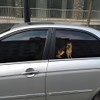 German Shepherd 3D Sticker Waterproof Reflective for Car, Laptop, Fridge,