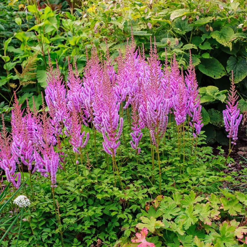 Outsidepride Astilbe Chinensis Goat's Beard Plant Seed - 2000 Seeds