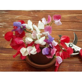 KIRA SEEDS - Seeds Fragrant Sweet Pea Dwarf Climbing - Annual Flowers for Planting - GMO Free