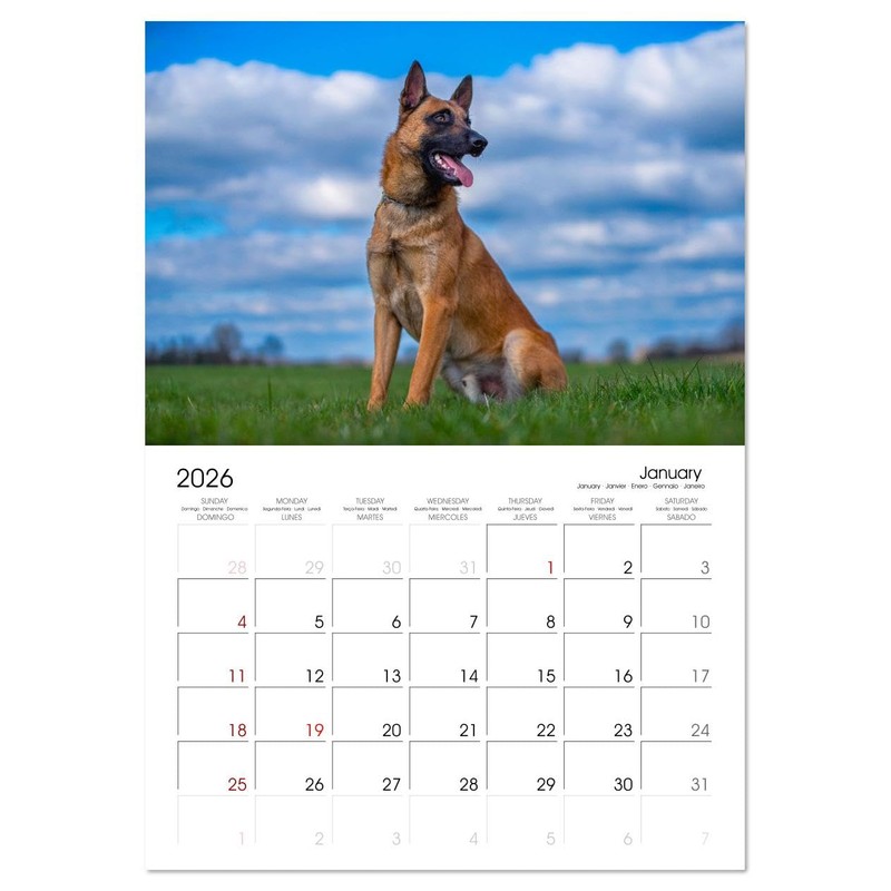 Malinois Magic: The Belgian Powerhouse (Monthly Wall Calendar 2026 11.7"