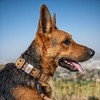 Carhartt Pet Fully Adjustable Wide Webbing Collar for Dogs, Heavy