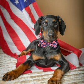 ADOGGYGO Patriotic Dog Collar with Bow Tie, Detachable Flag Pet Bowtie, Metal Buckle, Adjustable 4th of July Collars for Medium Dogs Boy Girl (Medium)