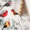 Banberry Designs Feathered Song Bird Clip-On Ornaments - Assorted Styles