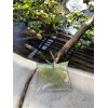 Duckweed (500+) Outdoor/Indoor Floating Aquarium Plant - Pond/Fish Tank