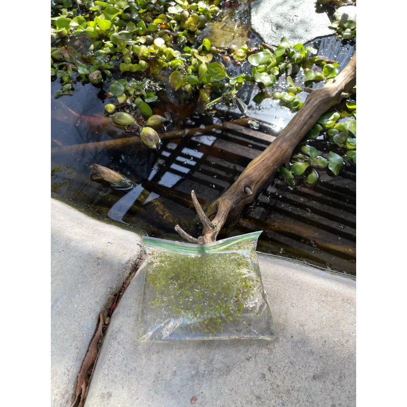Duckweed (500+) Outdoor/Indoor Floating Aquarium Plant - Pond/Fish Tank