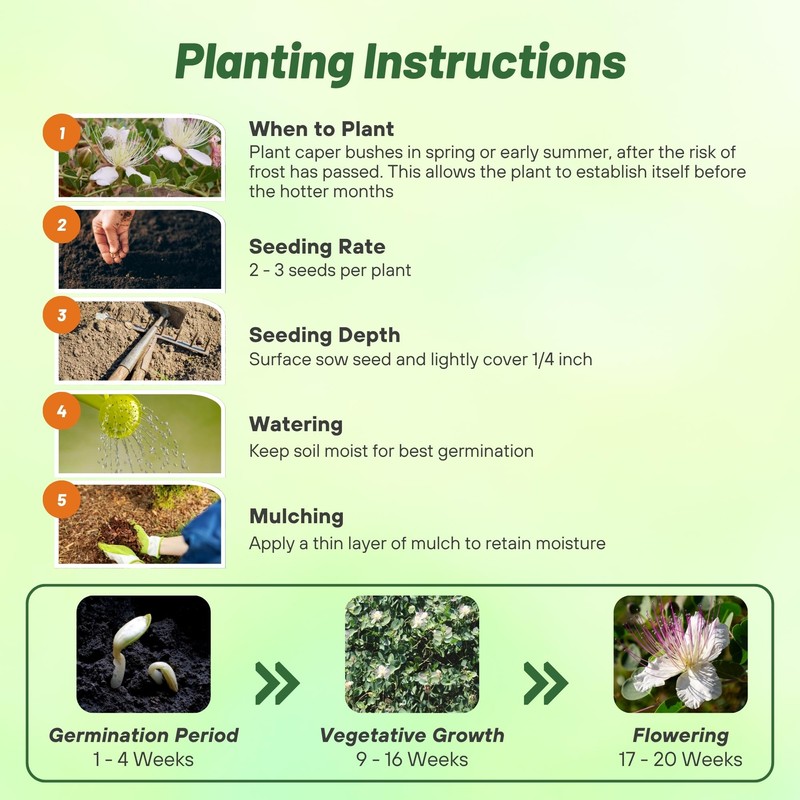 Outsidepride Caper Bush Seeds - 100 Pcs. Perennial, Low Maintenance,