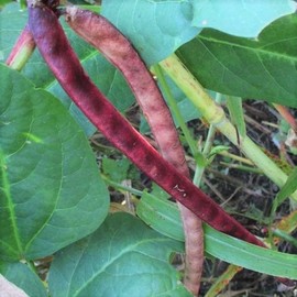 TomorrowSeeds - Red Ripper Cowpea Seeds - 100+ Count - for 2025 Planting Small Mexican Red Beans Turtle Pea Southern Cow Pea Cover Crop Green Bean Vegetable Grow Your Own Home Farm Patio Healthy