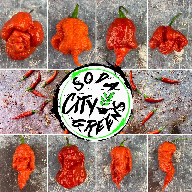 Soda City Greens Reapion (Reaper x Scorpion Hybrid) Hot Pepper
