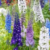 22Day Seeds: Seeds Delphinium Giant Mix/Annual Flowers