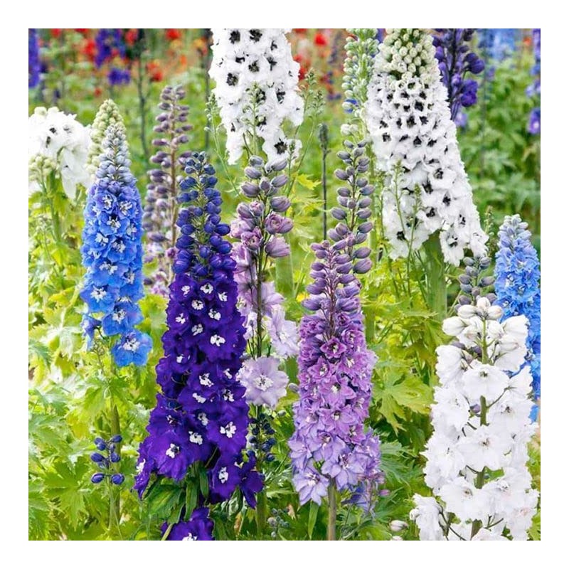 22Day Seeds: Seeds Delphinium Giant Mix/Annual Flowers