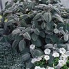Outsidepride Silver Shield Plectranthus Seeds - 30 Pcs Perennial, Shade-Adapted,