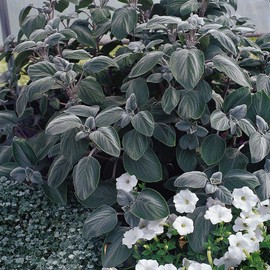 Outsidepride Silver Shield Plectranthus Seeds - 30 Pcs Perennial, Shade-Adapted, Heat-Friendly Plant Seeds for Outdoor Perennials, Attractive Silvery Foliage & Low Maintenance Garden Plants