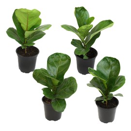 Fiddle Leaf Fig Tree (4 Pack), Ficus Lyrata Plant Pack, Ficus Tree Live Plant Delivery, Popular Plant Decor, Indoor Plants Live Houseplants, Real Plants, Live Plants Indoor Plant by Plants for Pets