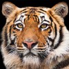 20 Napkins Wild Tiger Animals Asia Table Decoration Decoupage Decoupage