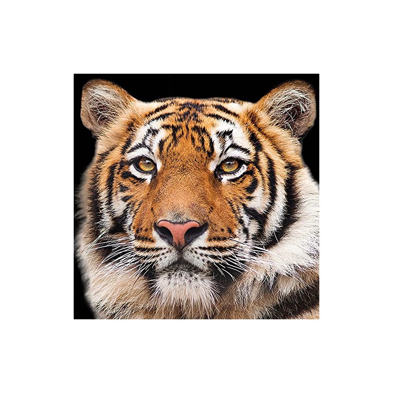 20 Napkins Wild Tiger Animals Asia Table Decoration Decoupage Decoupage