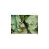 Bird Protection Netting Plant Protection Net – Various Sizes Available,