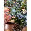 Fermus 5 Stems Artificial Thistle Flowers 5 Branch Real Touch