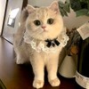 TCYYNEK Cat Collar, Dog Collar, Ribbon, Cute Collar, Cat Shape,
