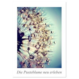 Die Pusteblume neu erleben (Wandkalender 2026 DIN A3 hoch), CALVENDO Monatskalender: Mit 12 spektakuläre Makroaufnahmen der Pusteblume ist dieser ... Blickfang an der Wand. (CALVENDO Natur)
