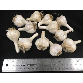 Fresh Russian Red Garlic Bulb Heirloom For Eating or Seed Organic Grown 1 Pound