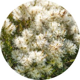 Living Libations Tea Tree Essential Oil, 100ml