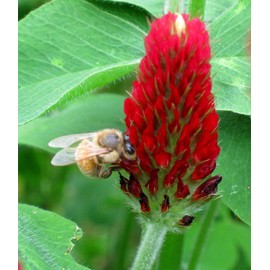 1,400 Red Crimson Clover Seeds for Planting 7 Grams Trifolium Incarnatum pollunator