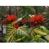 Erythrina variegata | Thorny Dadap | Easter Flower |Indian Coral
