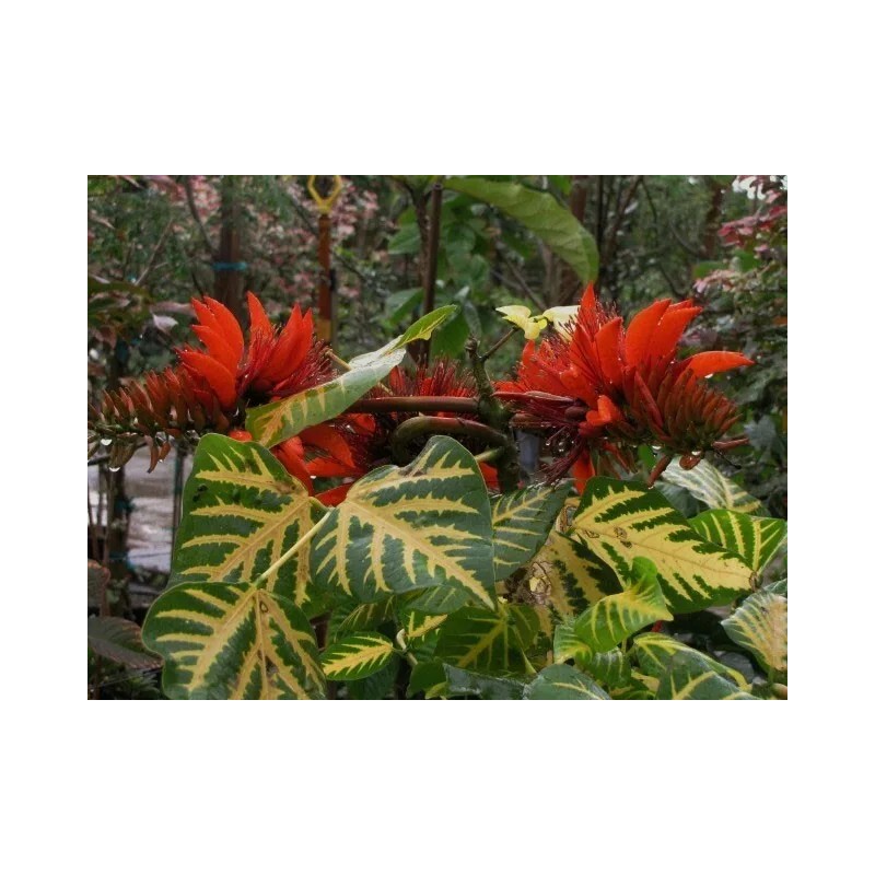 Erythrina variegata | Thorny Dadap | Easter Flower |Indian Coral