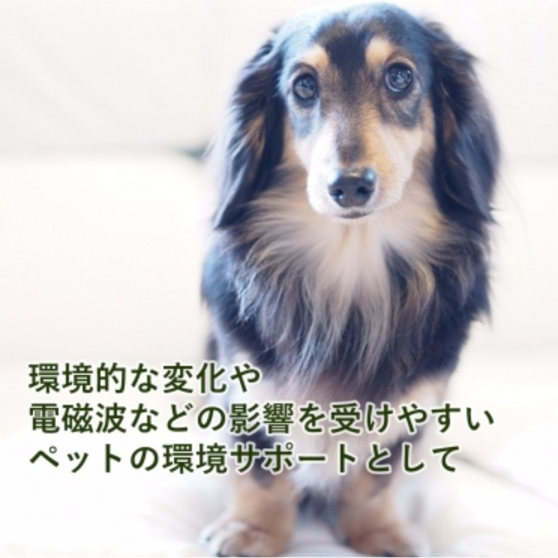 Flower Essence (DTW) [Environment Support Forpet] Flower Essence for Pets