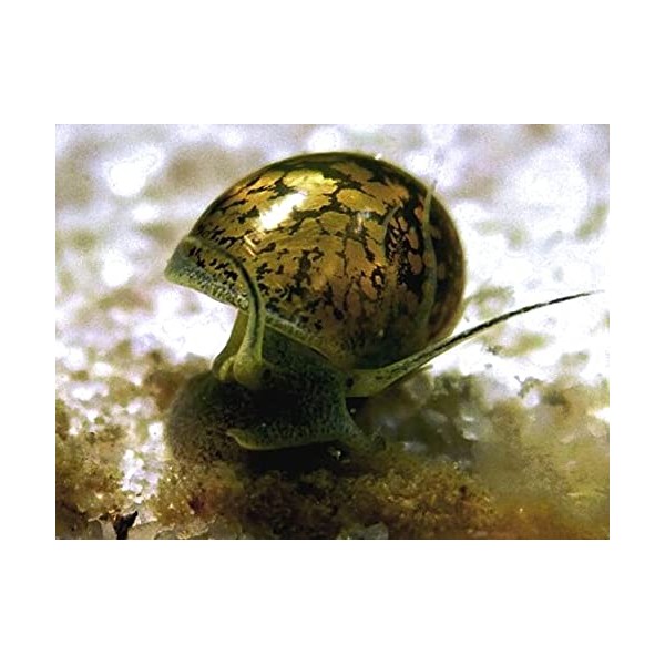 5x Tadpole Bladder Pond Snail Aquarium (Physella Acuta)