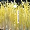 Garlic supurautopauda- Grass Dietary Supplement Garlic about 30 Days Minutes 60 Grain