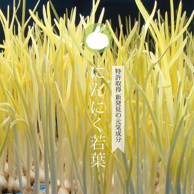 Garlic supurautopauda- Grass Dietary Supplement Garlic about 30 Days Minutes 60 Grain