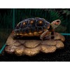 PETSOOO Turtle Basking Platform Floating Platform Turtle Dock Resin Turtle