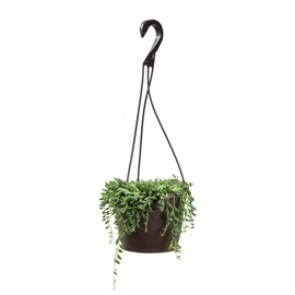 Raindrops Succulents Plants Live in Hanging Planter, Succulent Plant Basket Indoor Plants, Live Succulents Plants, Hanging Plants Succulents Live Trailing Succulent Plants Live by Plants for Pets
