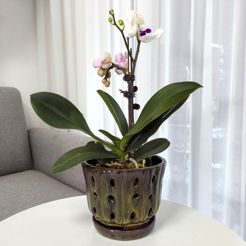 Grdthzey Ceramic Orchid Pots with Attached Saucer and Drainage Hole