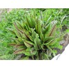 Red Bloody Sorrel Seeds (Rumex acetosa) Giant Vegetable for Planting
