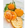 Fresh Satsuma Mandarin from California (2.5)