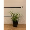 Variegated Liriope Live Plant in a #1 Container Pack of