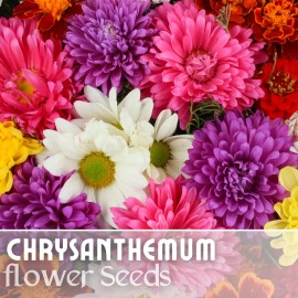 Fresh Bountiful Mix Mum Chrysanthemum Seeds 200+ Seeds Mum Flower, Flower Seeds Annual - 200 seeds