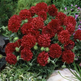 Outsidepride Gaillardia Pulchella Red - 1000 Seeds