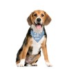Birthday Boy Dog Bandana, Dog Bandanas Boy, Printed Dog Bandana