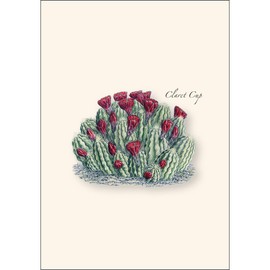 Earth Sky + Water - Cacti Assortment II Assortment Notecard Set - 8 Blank Cards with Envelopes (4 each of 2 styles)